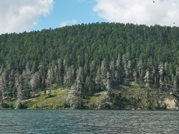 "Бакланы рвут рыбу на месте, что не могут съесть - бросают". Учёные и рыбоводы Прибайкалья обсудили проблемы омуля