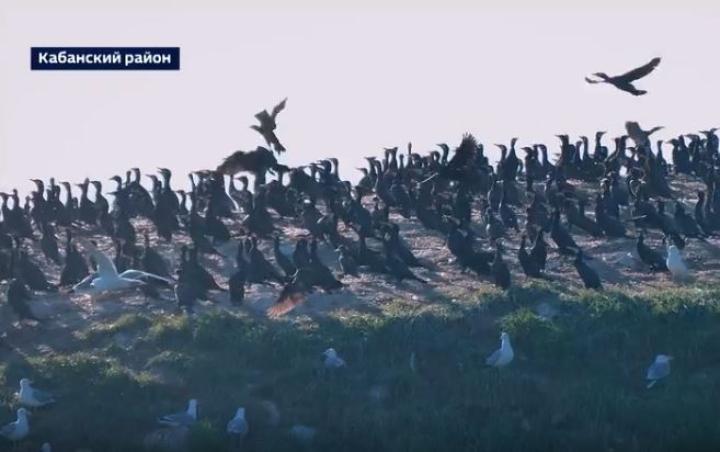 "Мы видим голые деревья, которые покрыты продуктами жизнедеятельности". Академик Тулохонов - о необходимости исчезновения баклана с Байкала